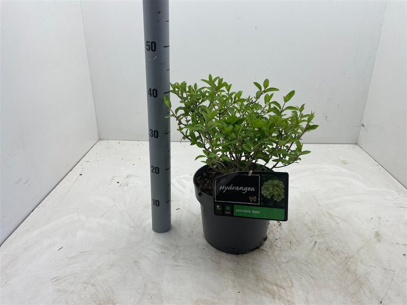 Hydrangea pan. 'Bobo' - C5